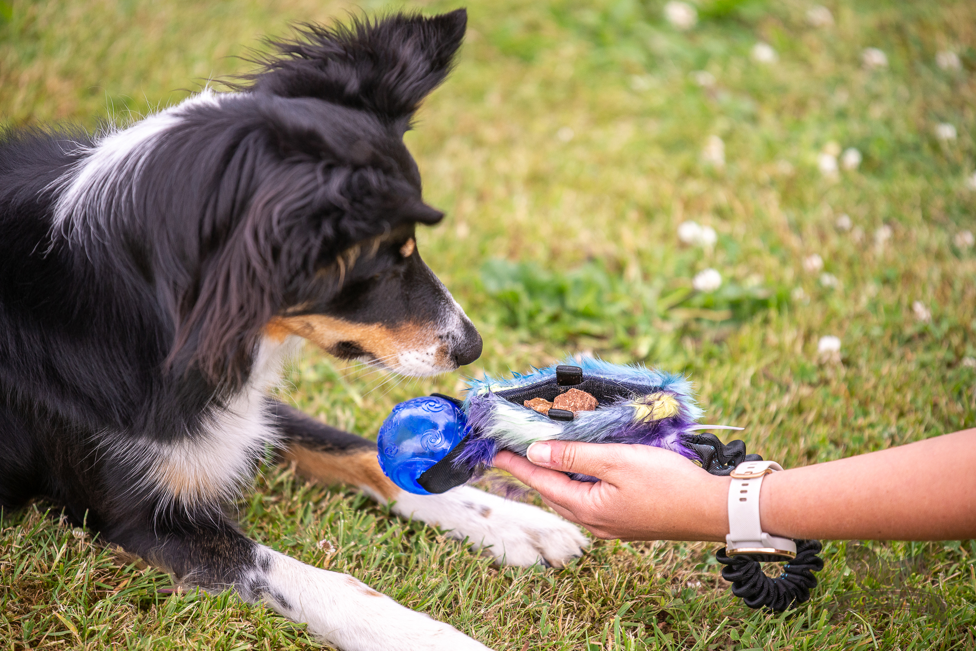 Elastisk fickbelöningskampis med KONG Squeezz pipboll - 3