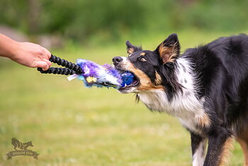 Bungee Pocket Treat Tug with KONG Squeezz Ball