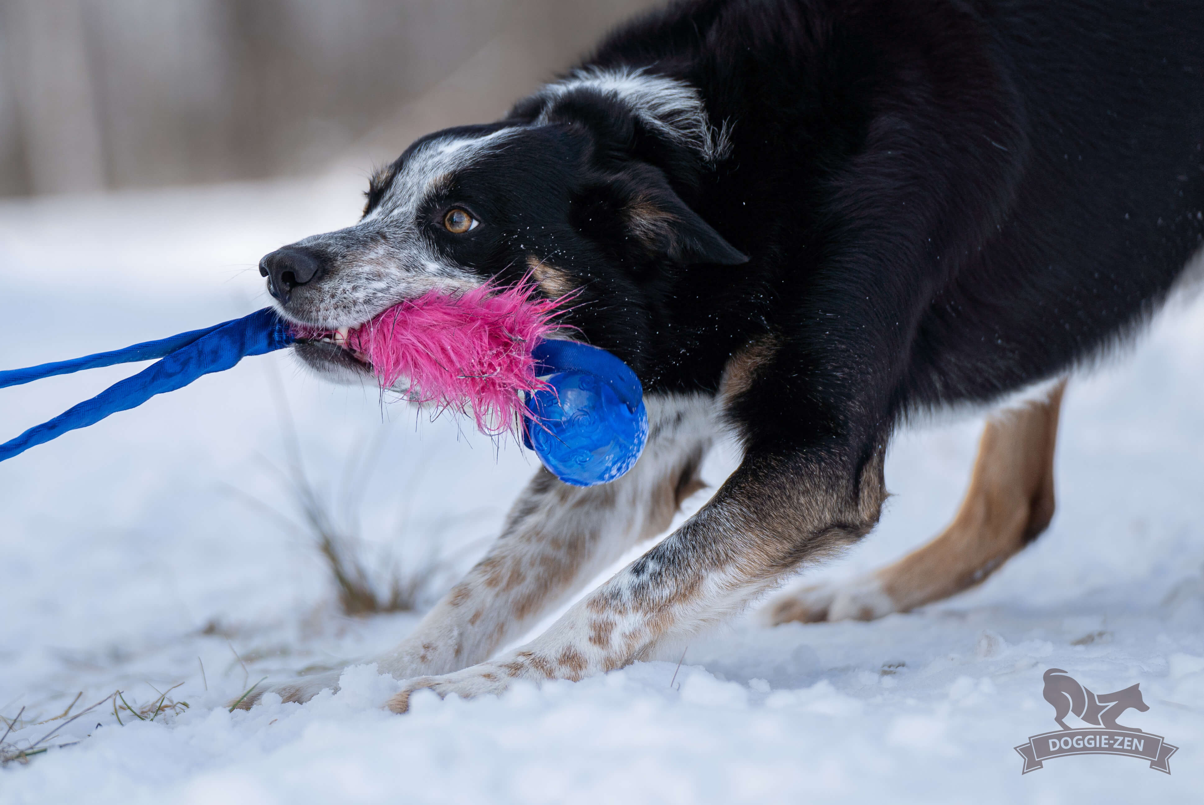 Elastisk fickkampis fuskpäls med KONG Squeezz pipboll - 3