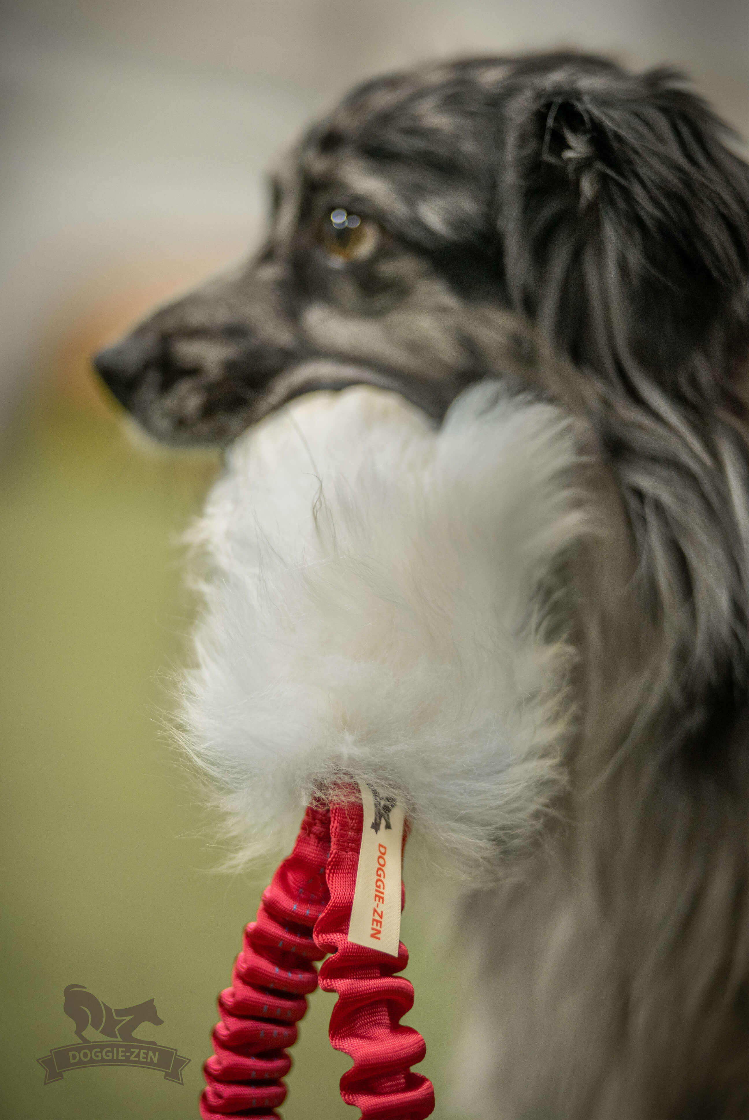 Bungee Pocket Tug Sheepskin with KONG Squeezz Ball - 13