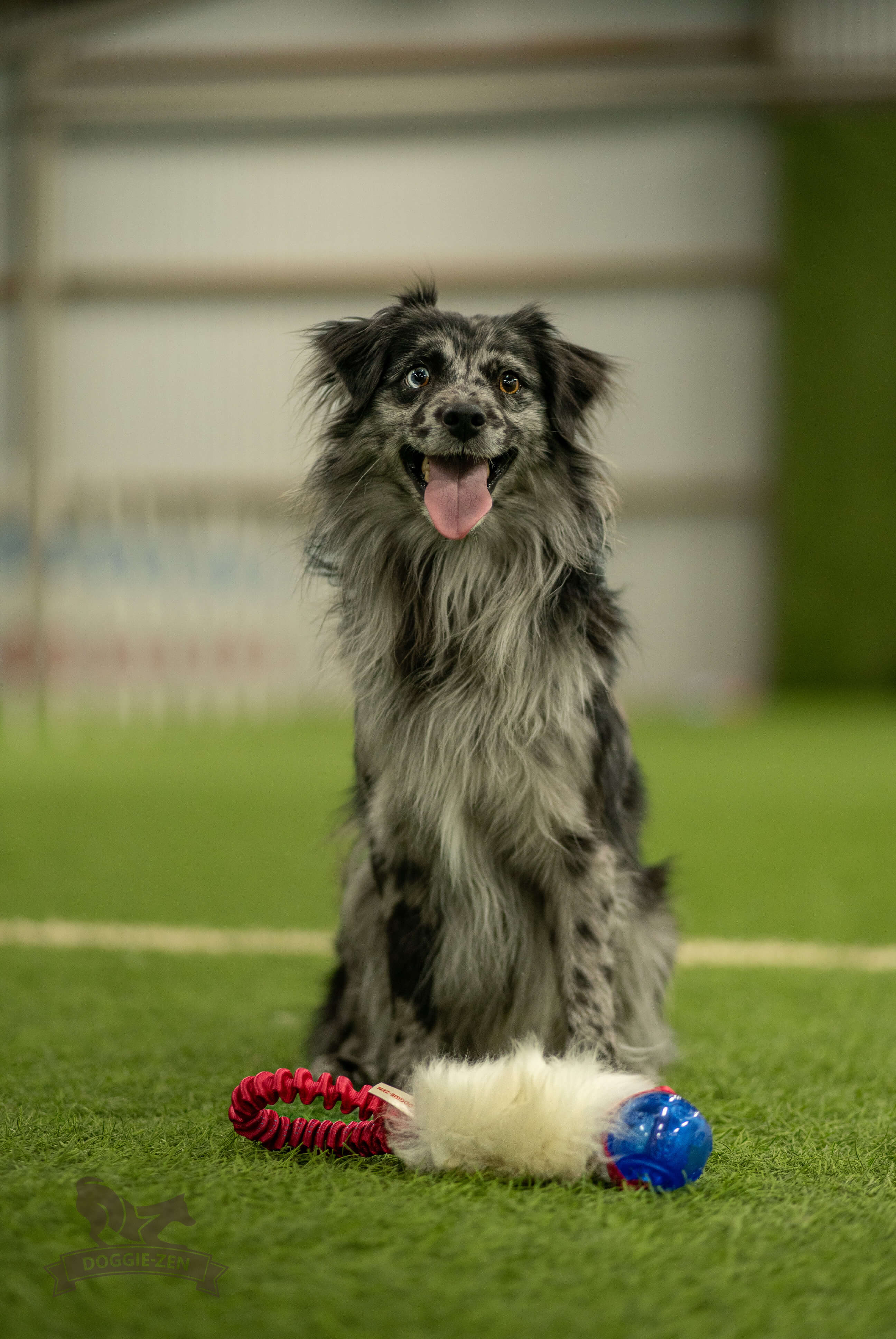 Bungee Pocket Tug Sheepskin with KONG Squeezz Ball - 14