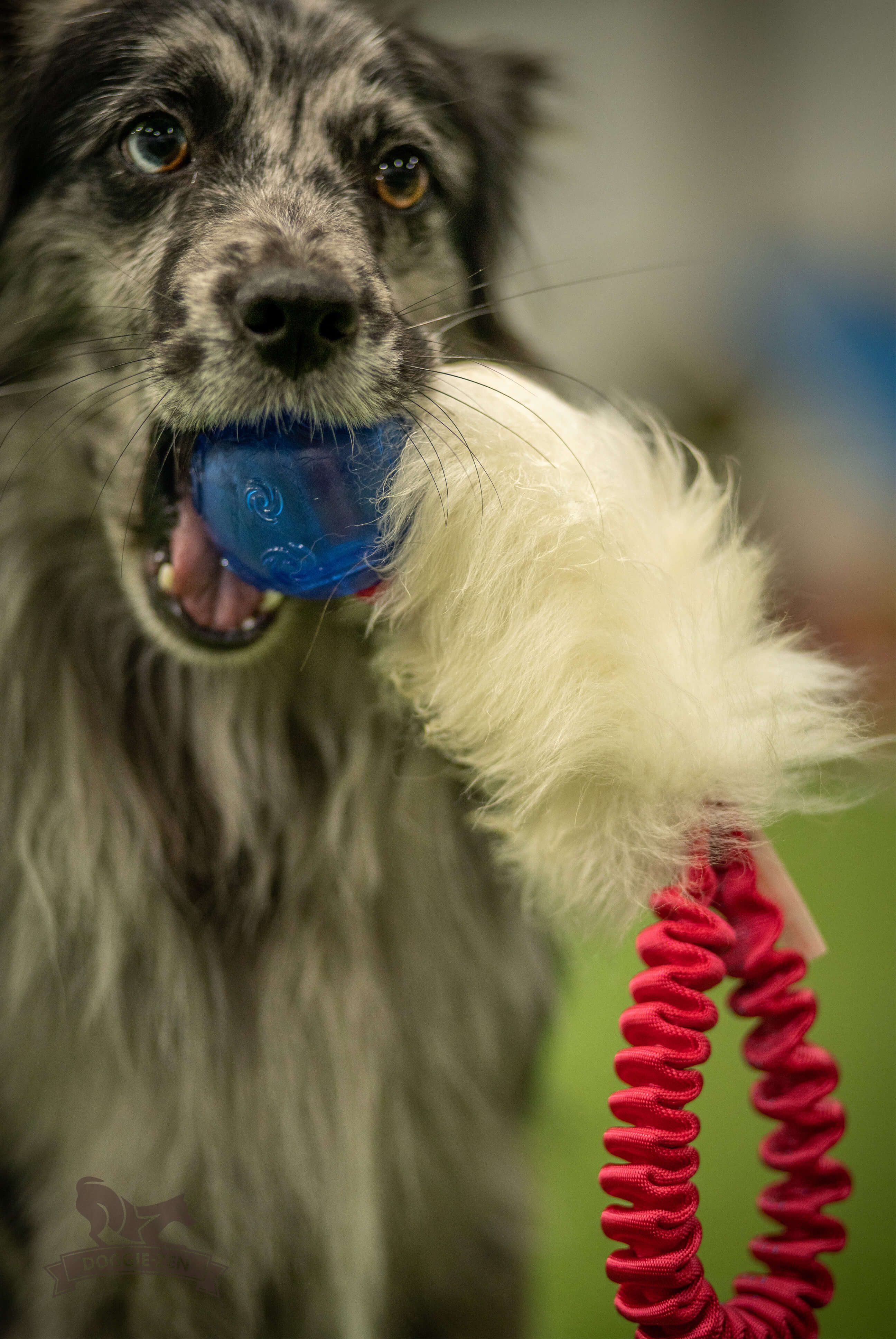 Bungee Pocket Tug Sheepskin with KONG Squeezz Ball - 12