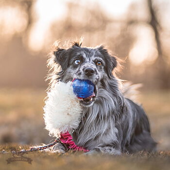 Bungee Pocket Tug Sheepskin with KONG Squeezz Ball
