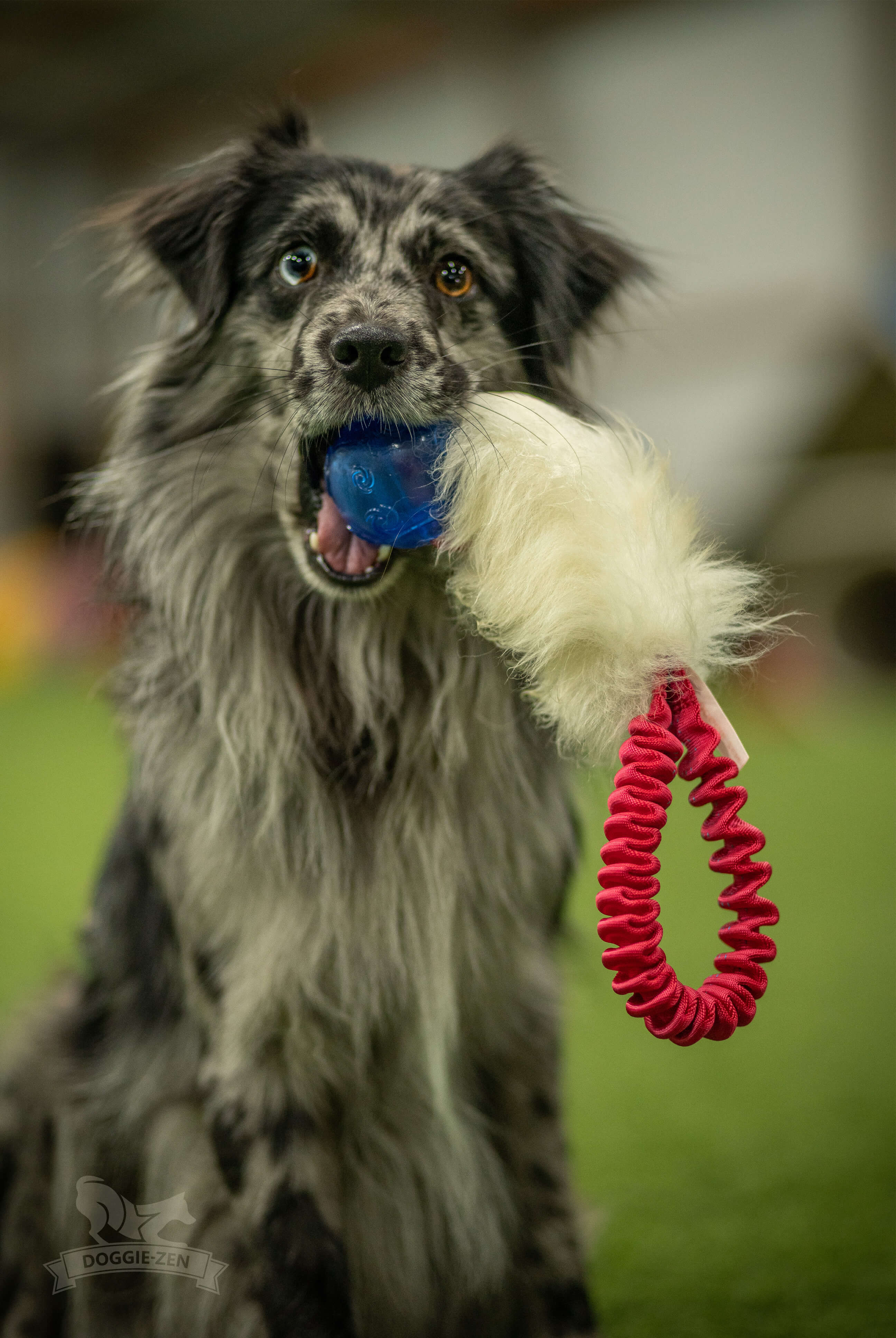 Bungee Pocket Tug Sheepskin with KONG Squeezz Ball - 11