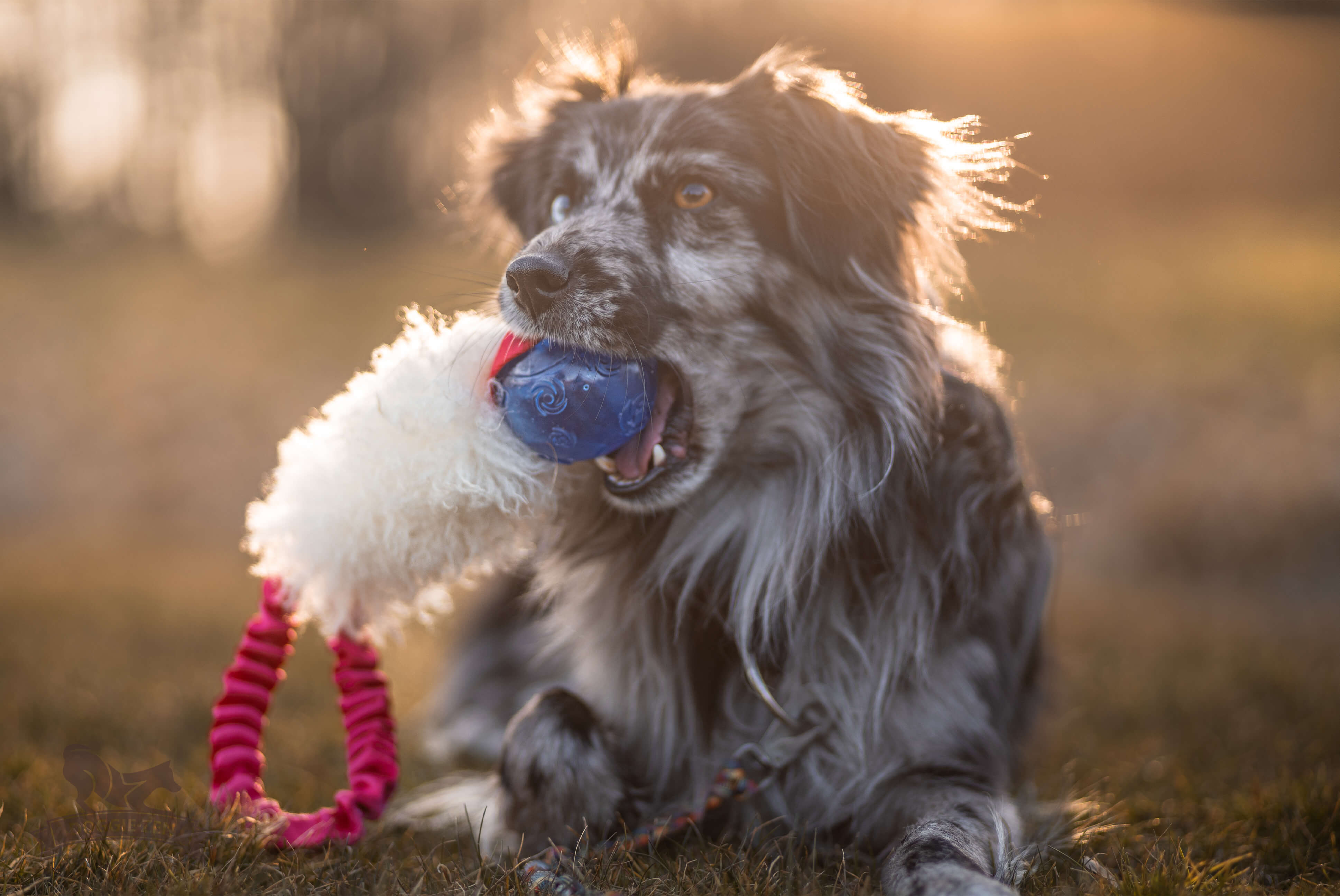 Bungee Pocket Tug Sheepskin with KONG Squeezz Ball - 4
