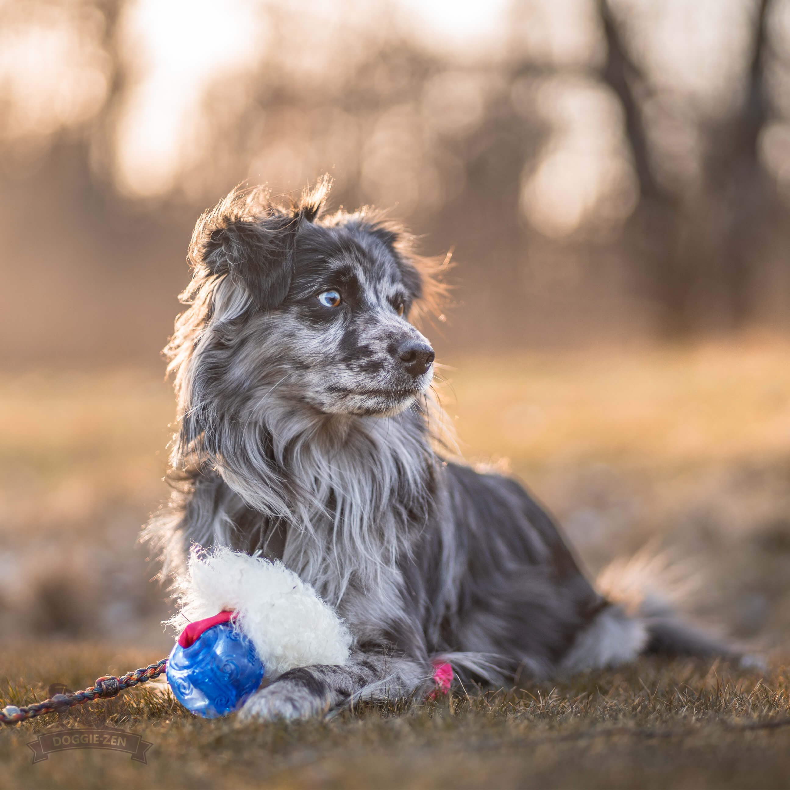 Bungee Pocket Tug Sheepskin with KONG Squeezz Ball - 9