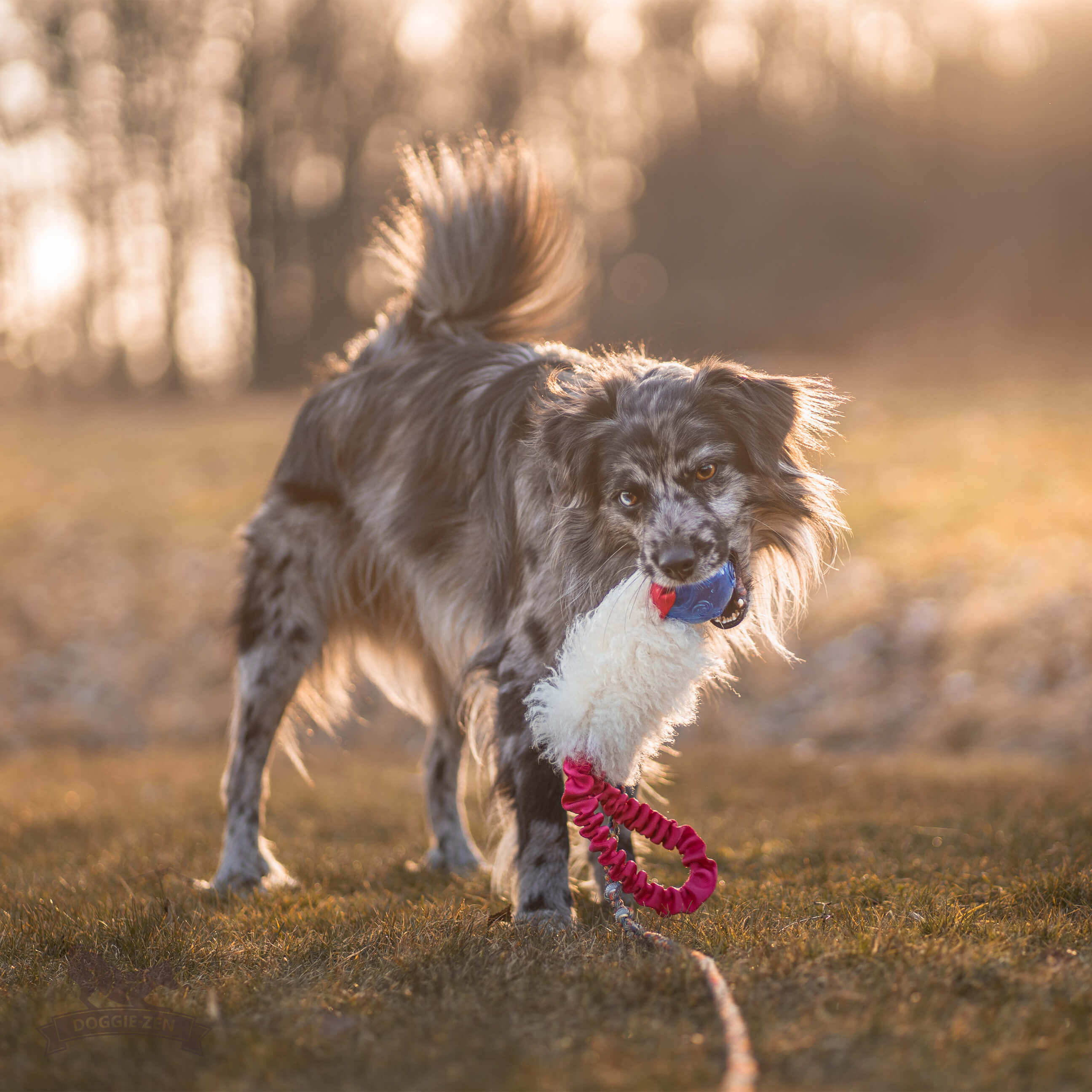 Bungee Pocket Tug Sheepskin with KONG Squeezz Ball - 5
