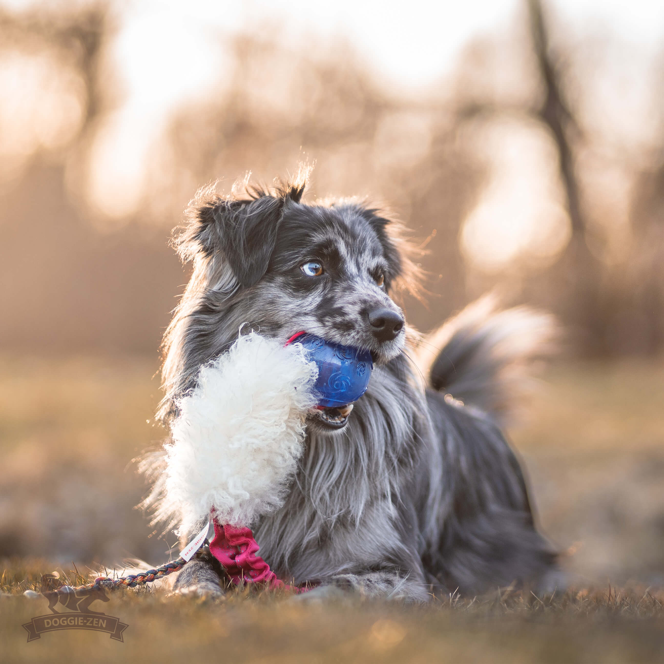 Bungee Pocket Tug Sheepskin with KONG Squeezz Ball - 8