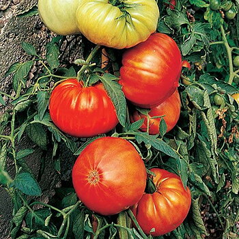 Beefsteak HYBRID F1
