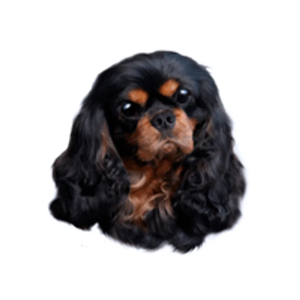 Dekal Cavalier King Charles Spaniel - 4