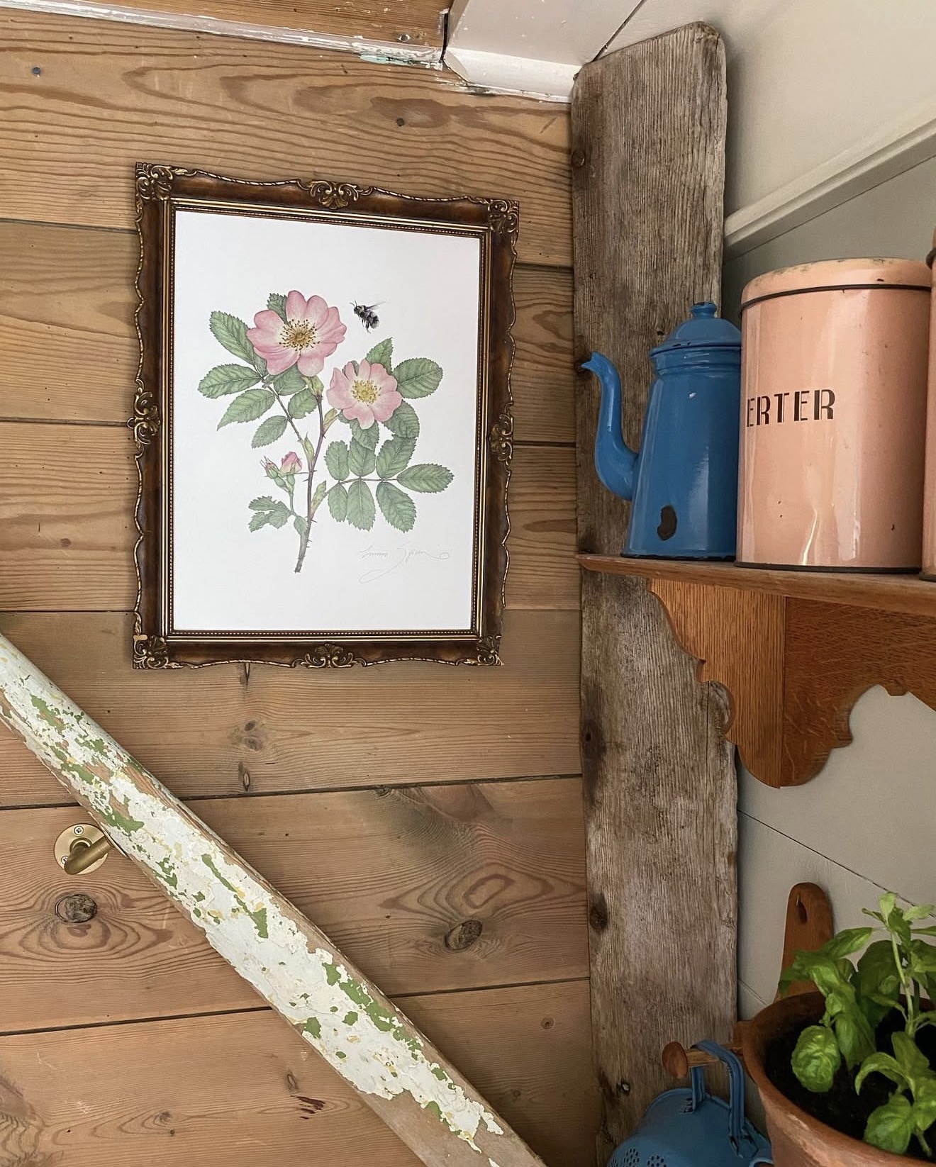 ART PRINT WILD ROSE 21x30