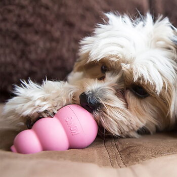 Kong Puppy Rosa