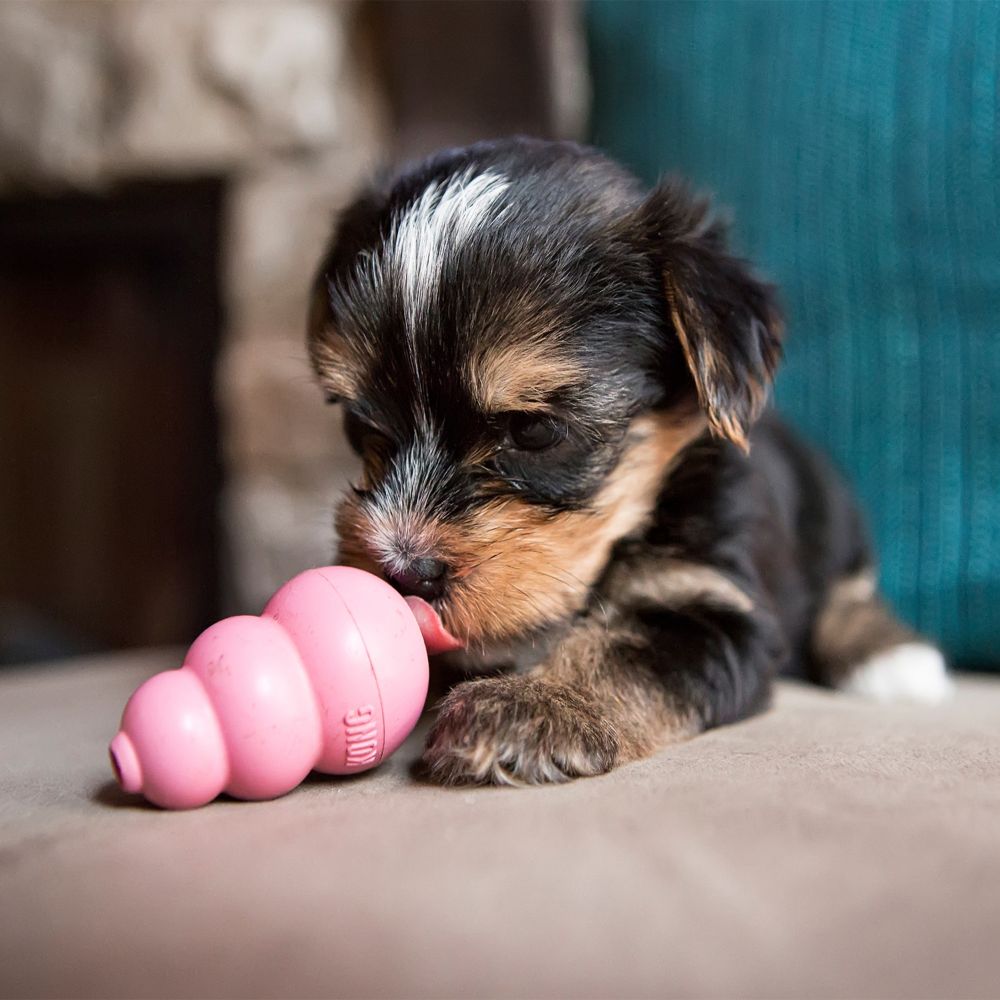 Kong Puppy Rosa - 5