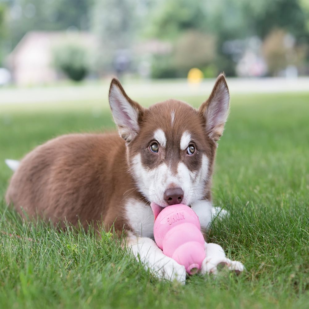 Kong Puppy Rosa - 4
