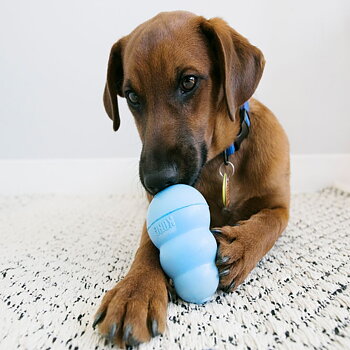 Kong Puppy  Blå