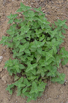 Kattmynta, Nepeta