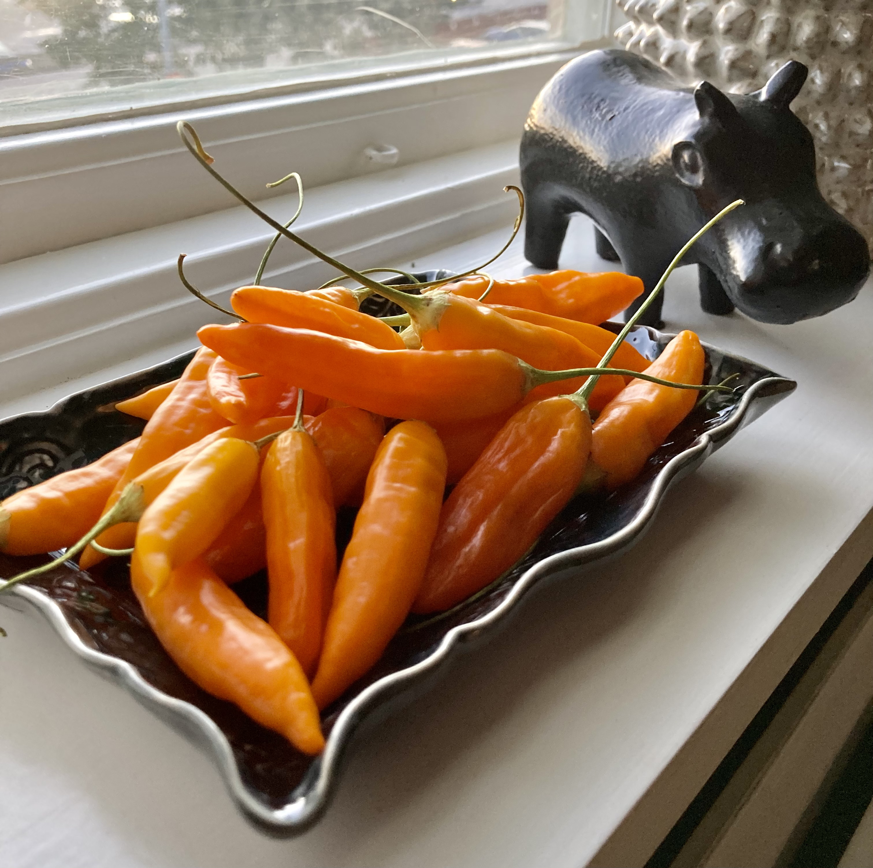 Havana Gold Chili - 2