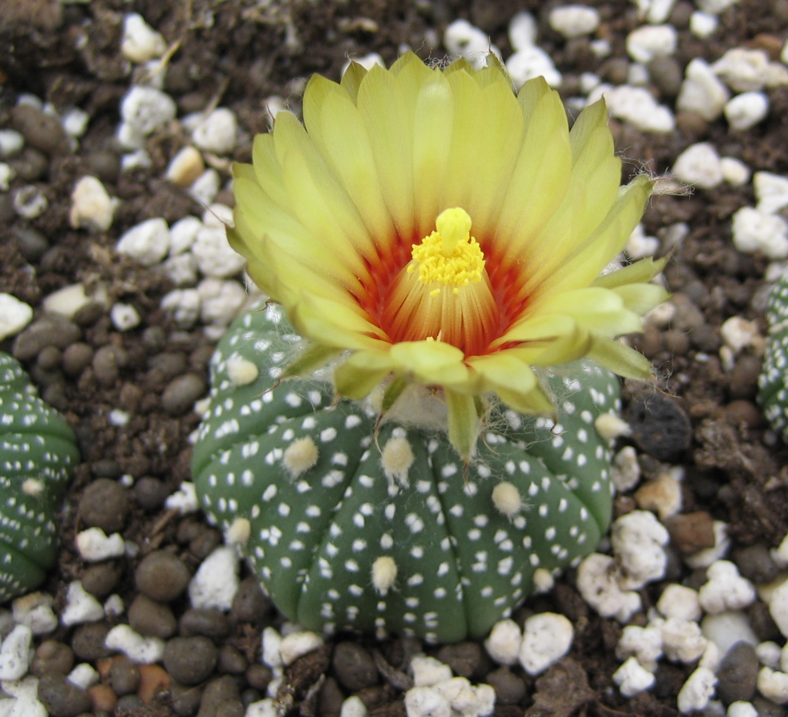 Astrophytum asterias RS 1297 (Lucio Blanco, TAM)