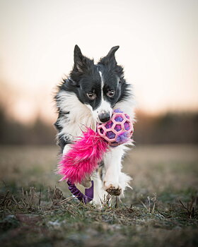 Bungee Fake Fur Tug L with Hol-ee Roller