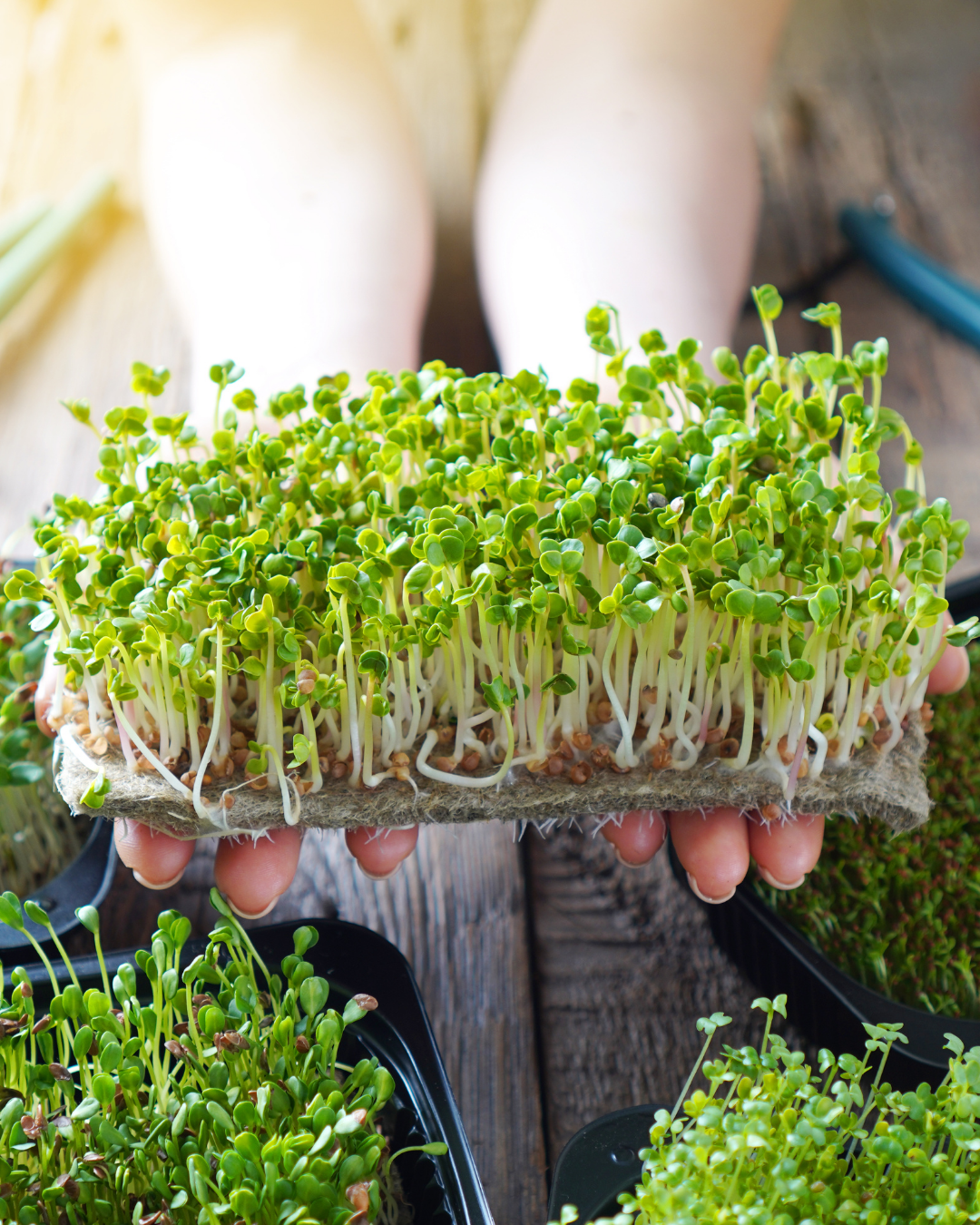 Microgreen Broccoli - Calabrese