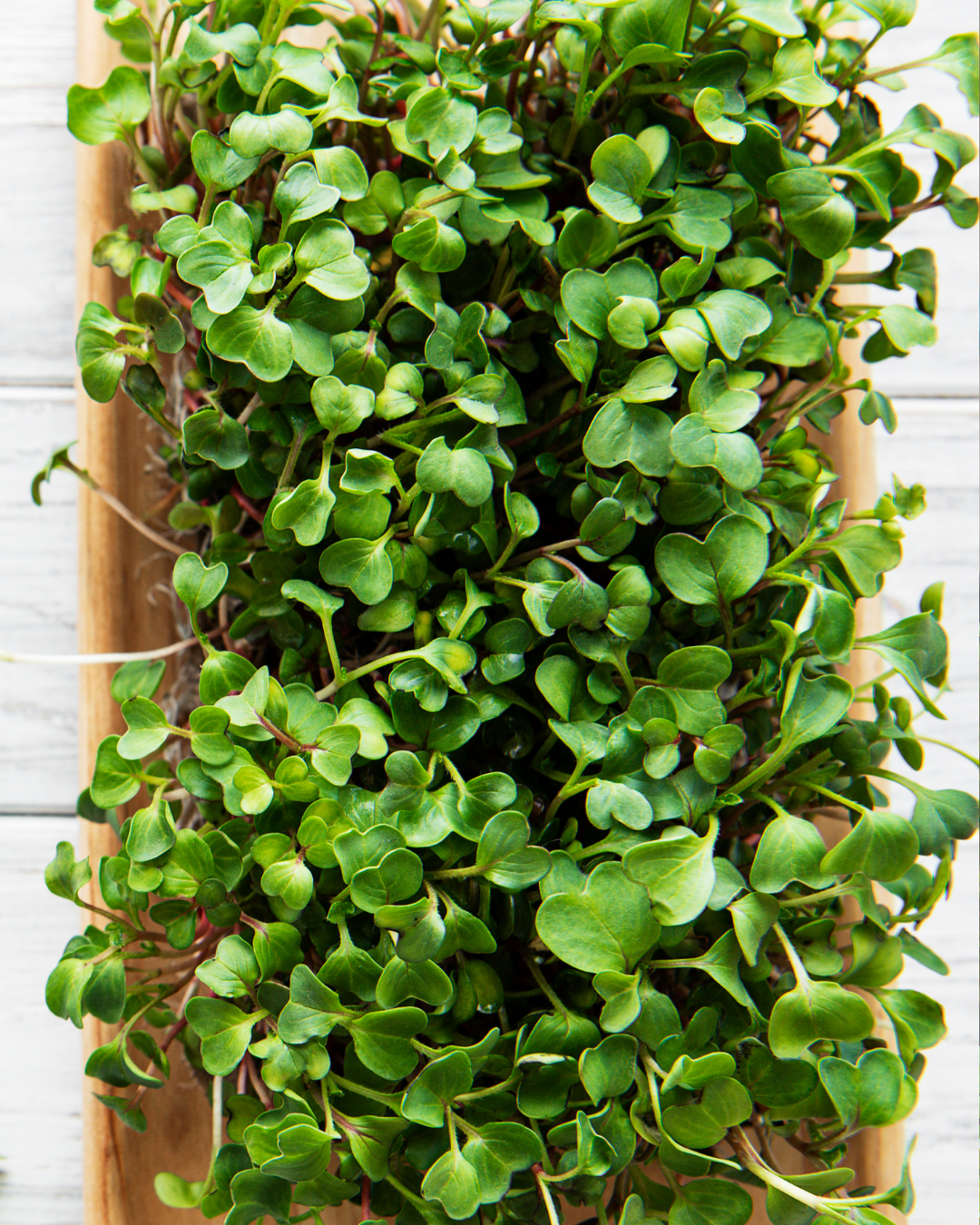 Microgreen Broccoli - Calabrese