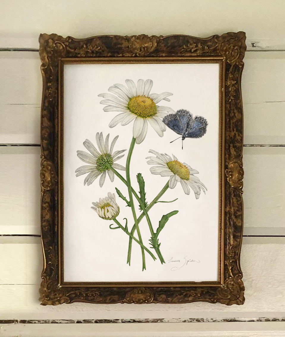 ART PRINT DAISIES 30x40