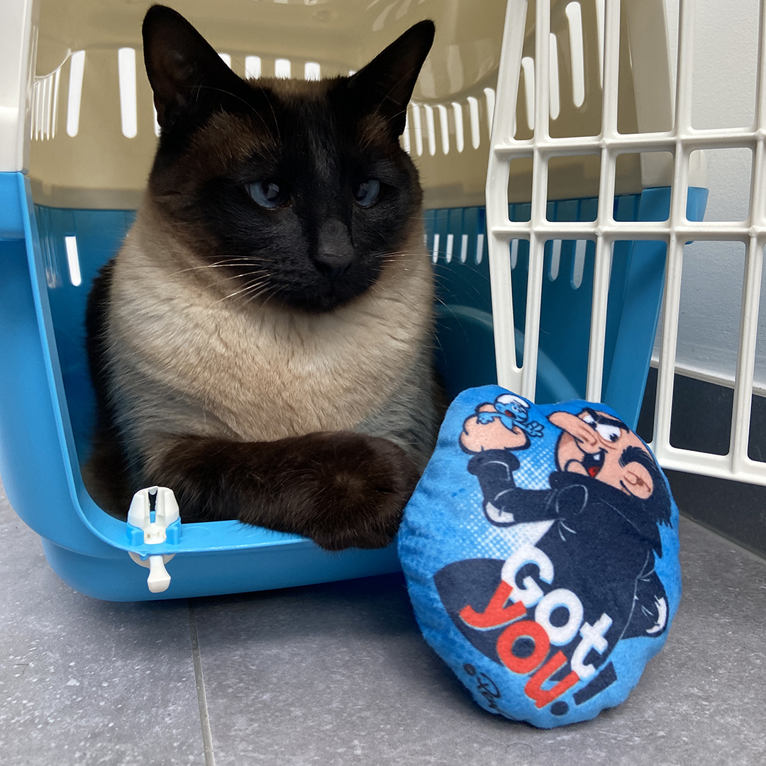 DuvoPlus Kattleksak Kattmyntakudde Smurfs-Gargamel 9x2x10cm Blå - 4