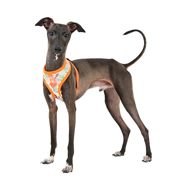 Puppia Rowan Sele Modell A Aqua - 6