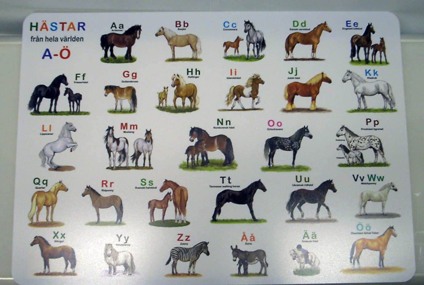 Bordstablett Hästar från hela värden - Underlägg - 3
