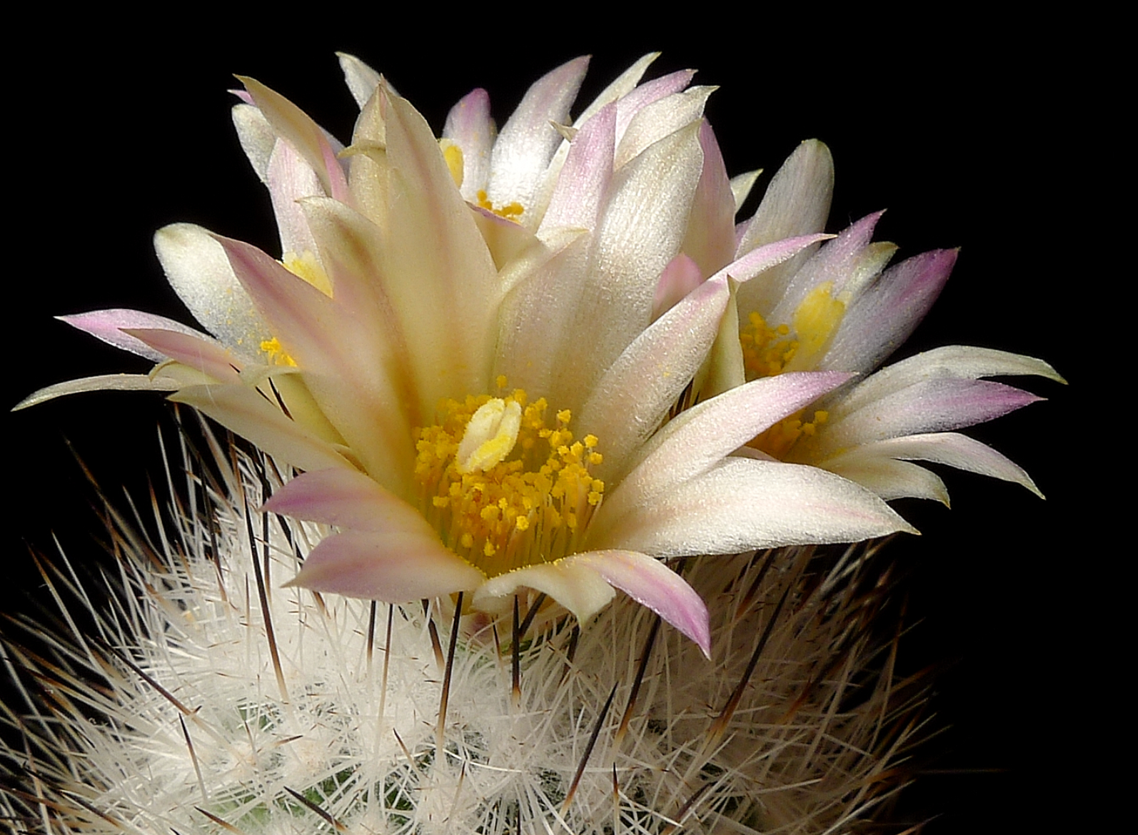 Gymnocactus subterraneus ssp. zaragosae  (Zaragoza, NL)