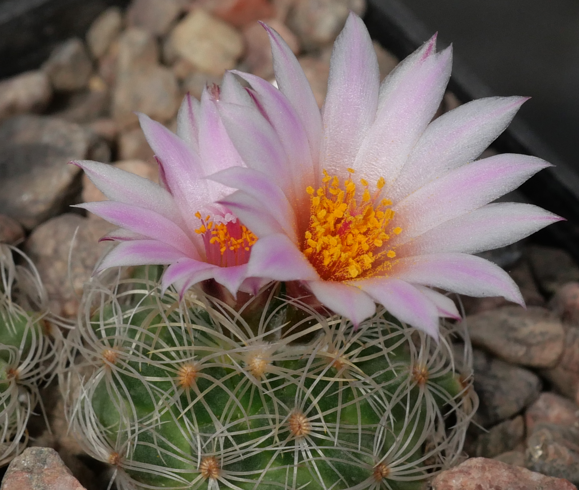 Gymnocactus knuthianus (Guadalcazar, SLP, Mex)