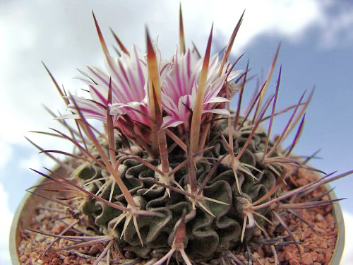 Stenocactus pentacanthus ssp. tulensis PP 408 (Tula, Mex)