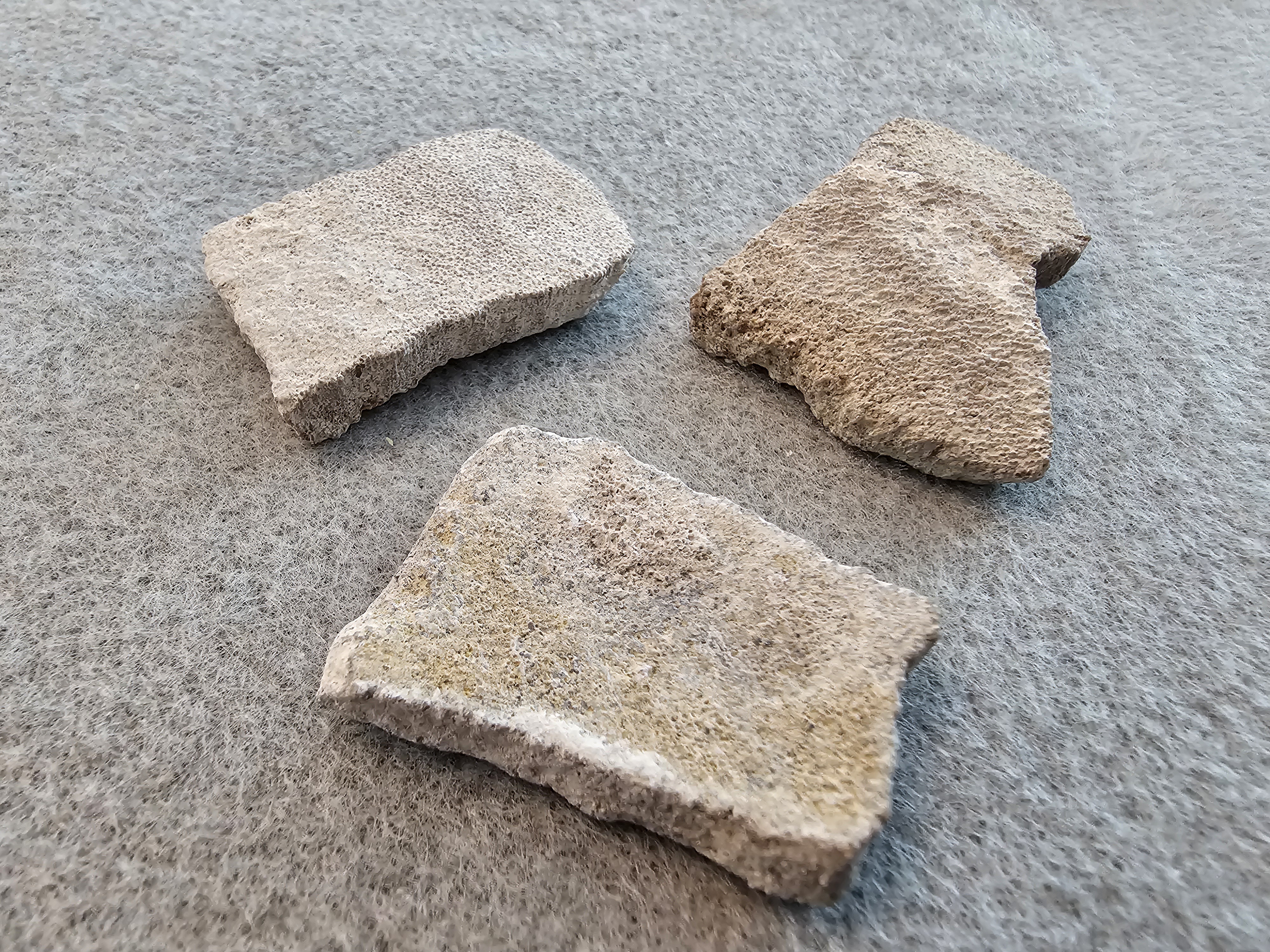 Fossil dinosaur eggshell Saltasaurus sp. Various sizes