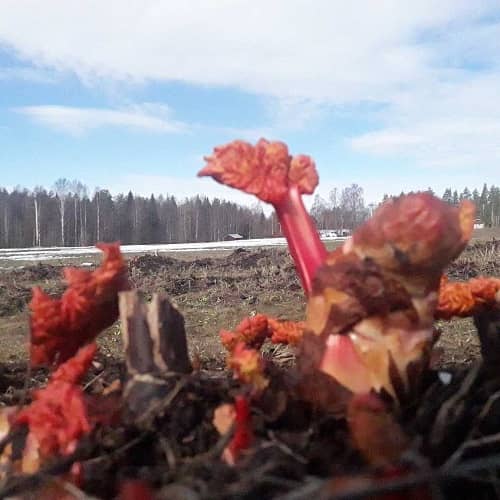 Rabarberbio med rabarberpaj (1-14 pers)