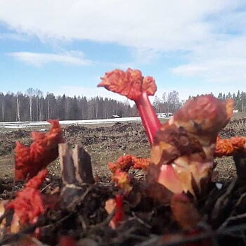 Rabarberbio med rabarberpaj (1-14 pers)