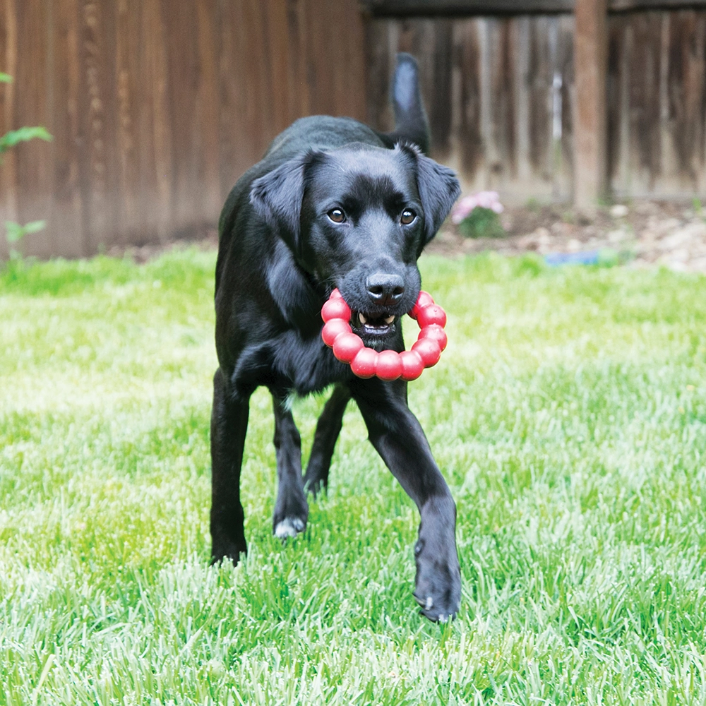 KONG Ring dog toy