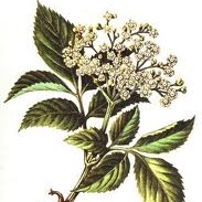 AlterHedens Fläderblomssaft, 50 cl, 16st/låda - 2