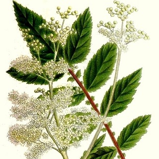 AlterHedens Älgörtsdröm, 120g, 15st/låda - 3