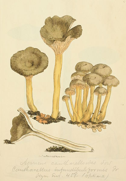 AlterHedens Trattkantarell,  10g, 12st/låda - 3