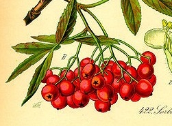 AlterHedens  Rönnbärspulver, 75g, 10st/låda - 3