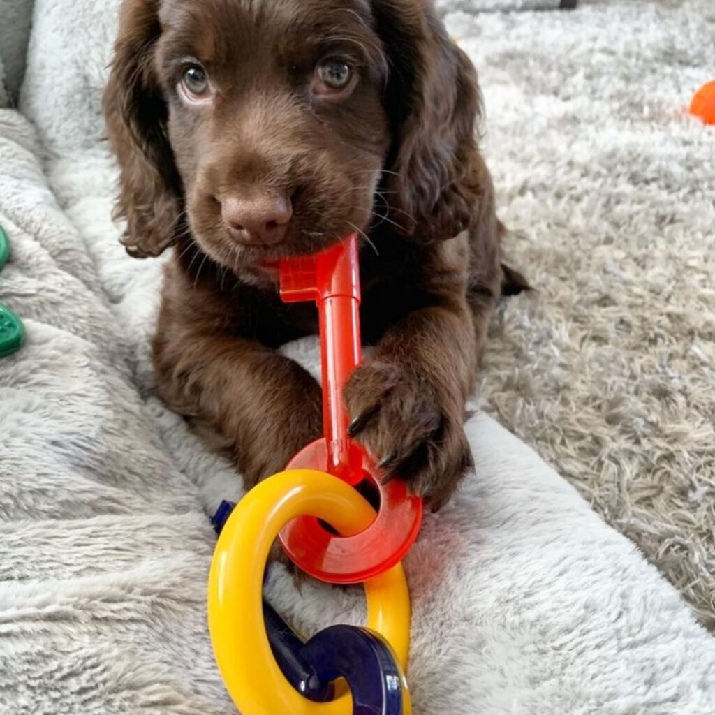 Nylabone Puppy Bacon Keys / M - 3