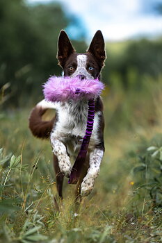 Bungee Crinkle-n-Treat Tug Fake Fur M
