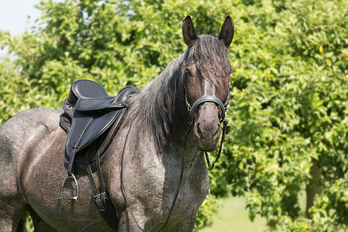 Barefoot 'Nottingham' Saddle, black - 4