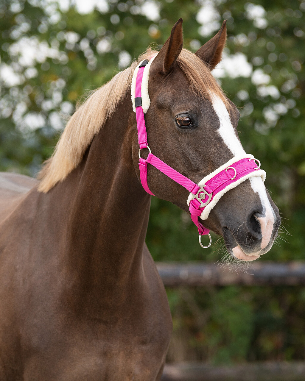 Kapson fuchsia