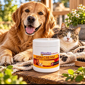   Bloomingpets  Msm kräm  100 g