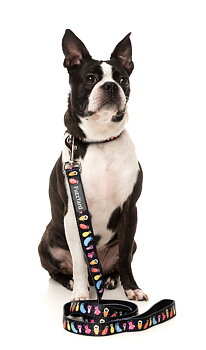 FuzzYard Bed Bugs Neoprene Halsband Medium