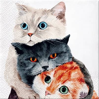 Kattservett