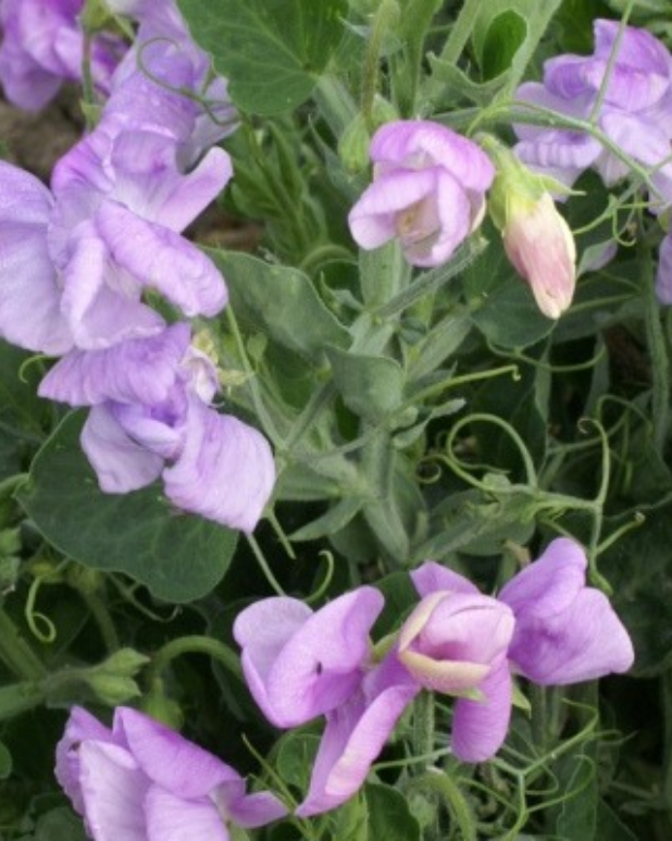 Dvärgluktärt - Cupid Lavender