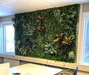 Konstgjord växtvägg, Grass Mix