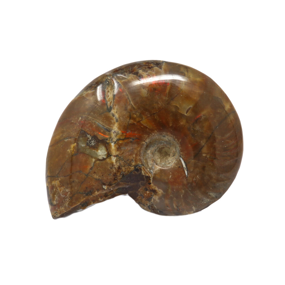opaliserat ammonit